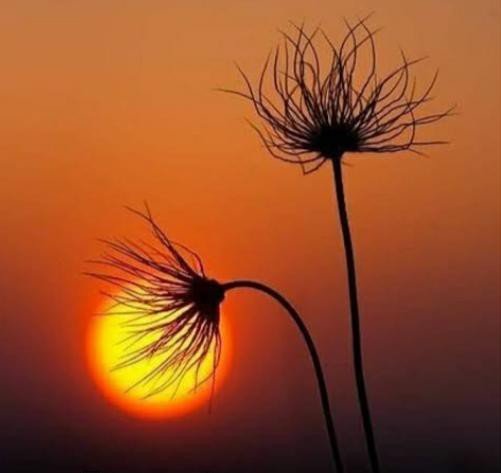 Halk Eğitimi Kurslari